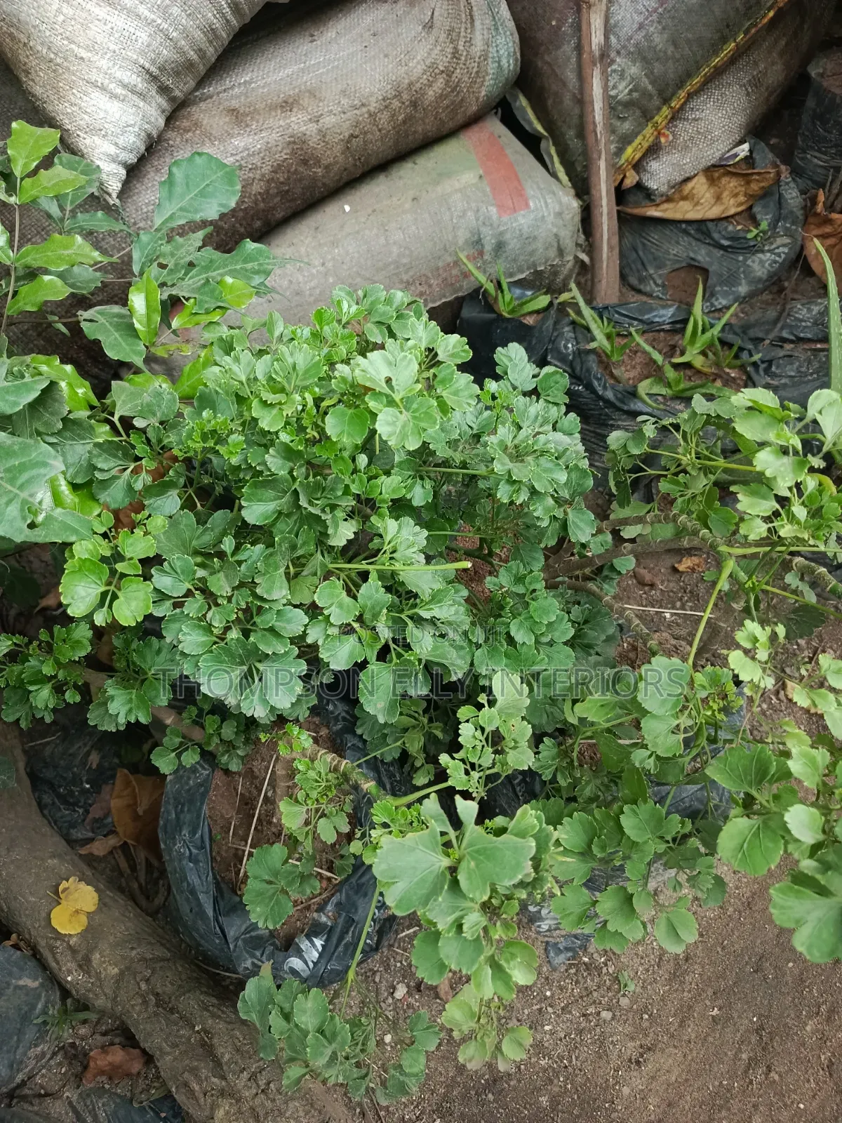 Geranium Leaf Aralia/Dinner Plate Aralia,