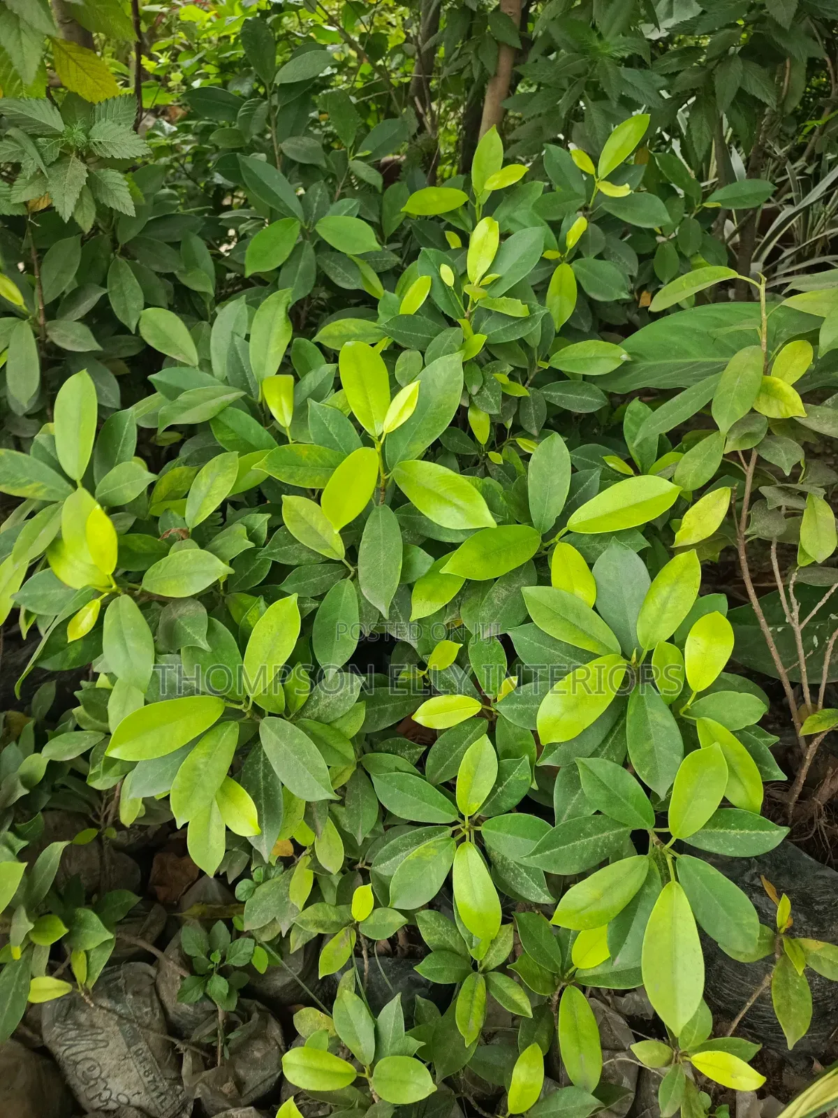 Chinese Banyan/ Curtain Fig
