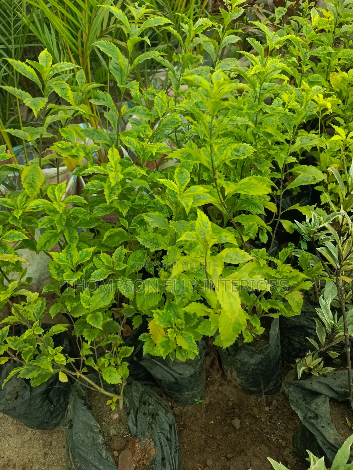 Golden Hedge/Duranta