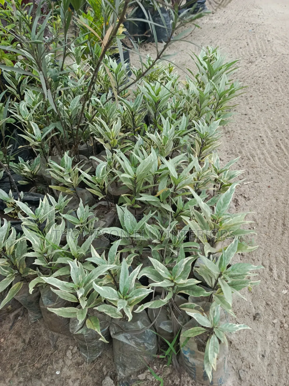 Variegated Gandarusa / Willow