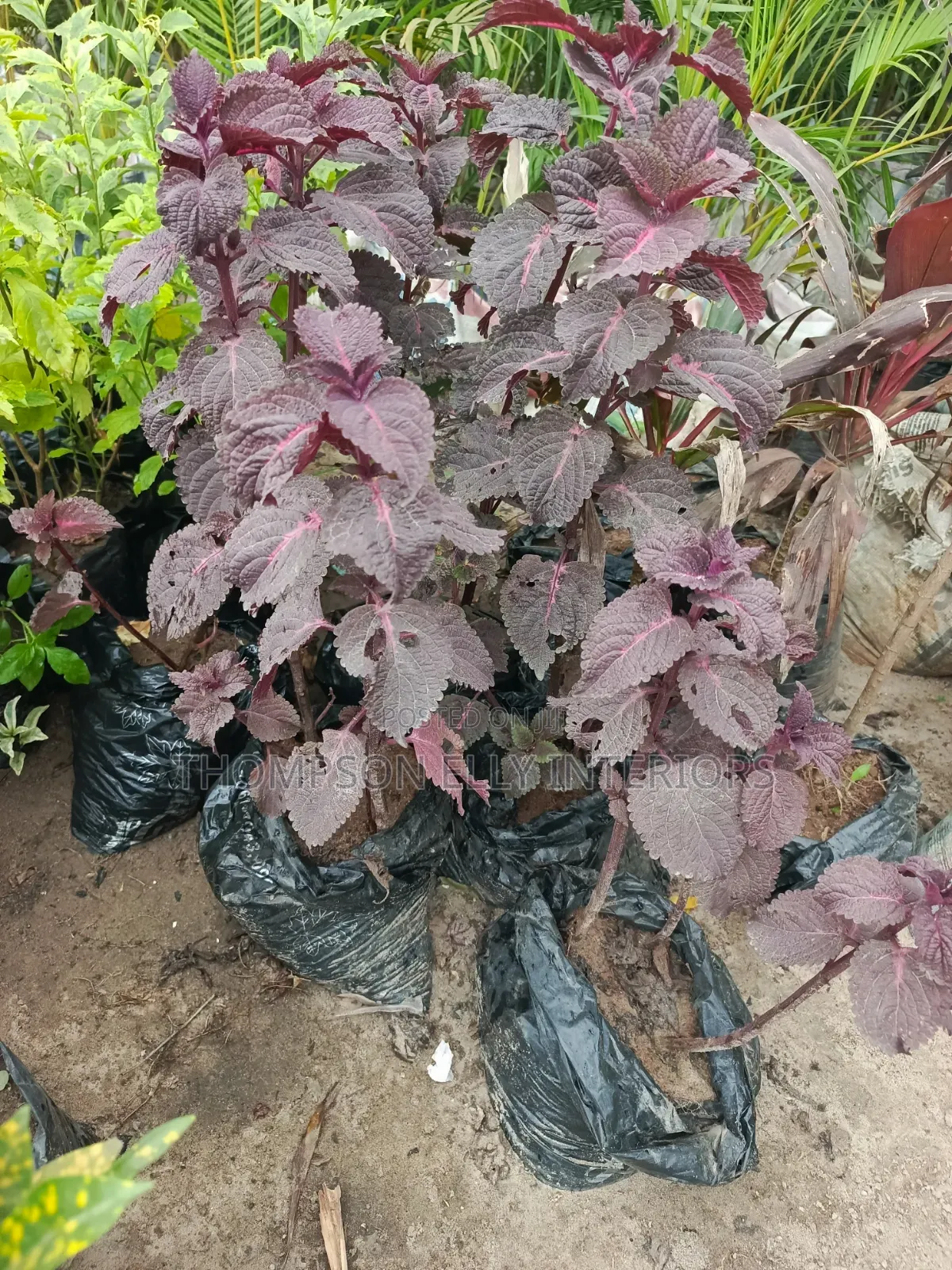 Coleus or Painted Nettle.