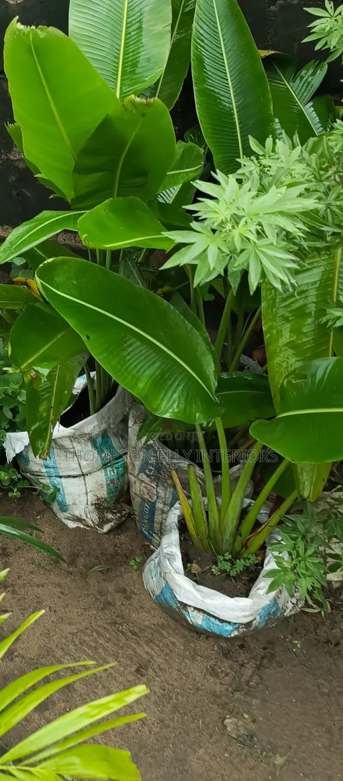 African Arrowroot