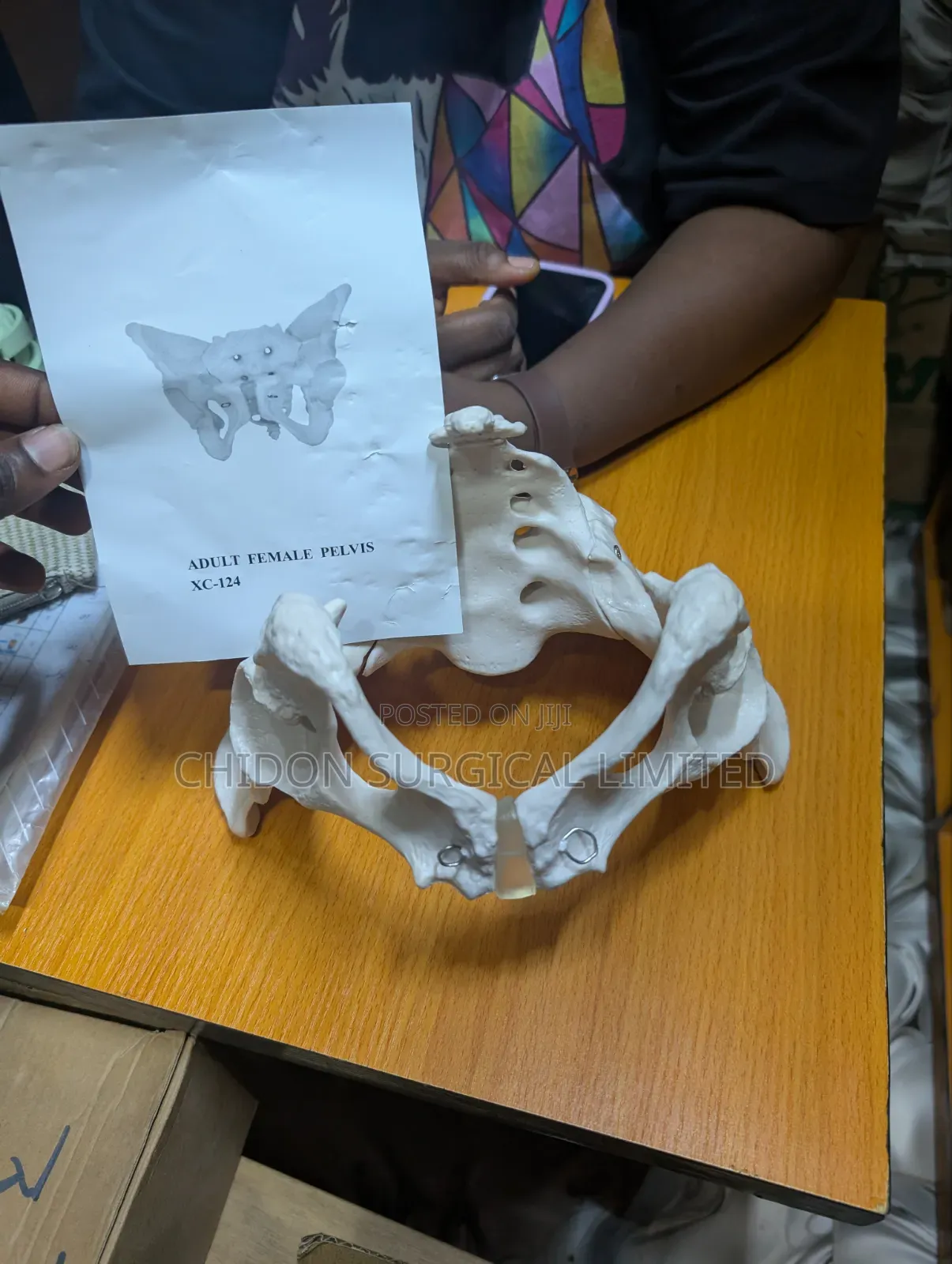 Adult Female Pelvis Model