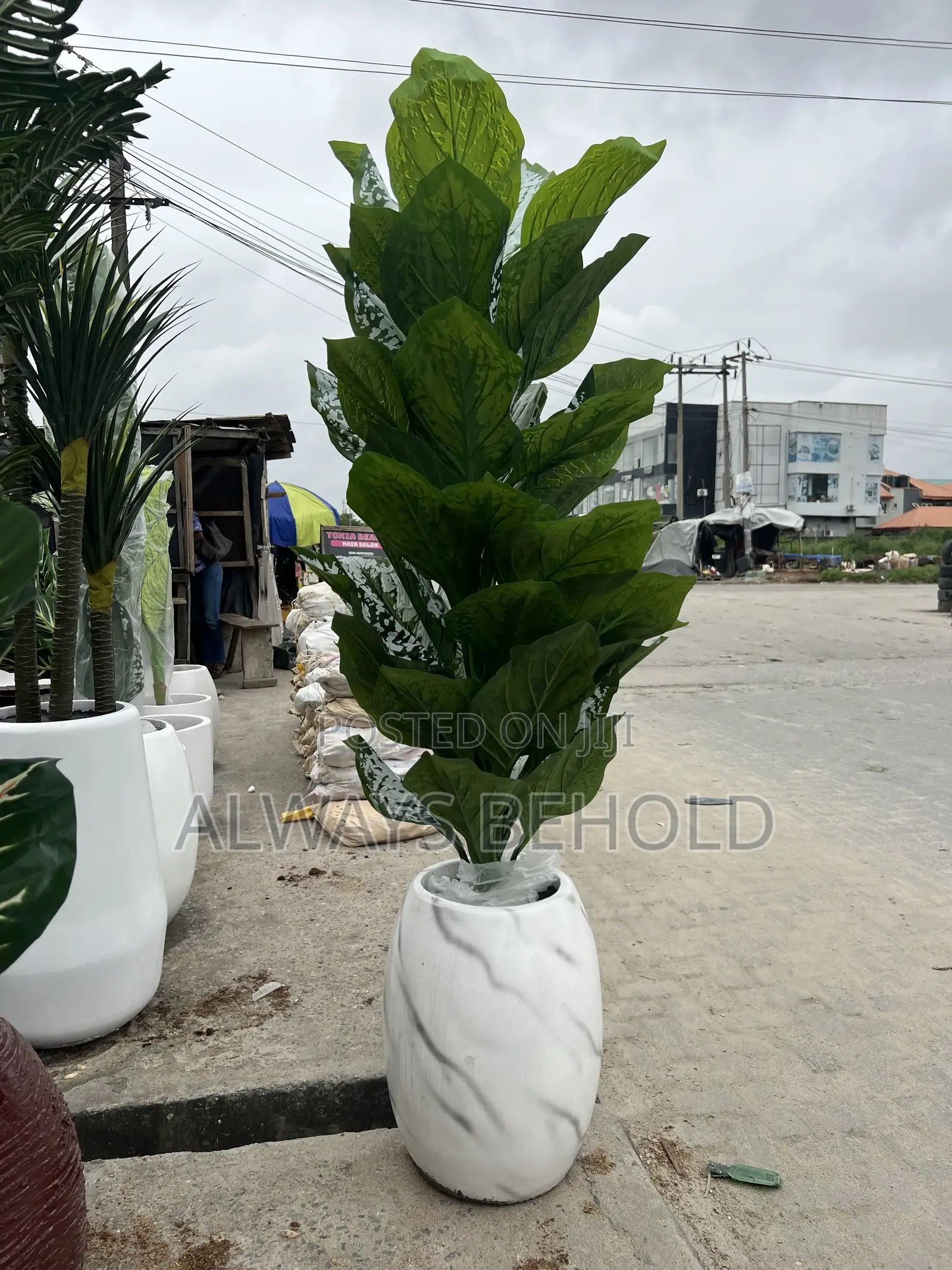 Dumb Cane Botanical Name: Dieffenbachia Seguine (Or a Similar Dieffe
