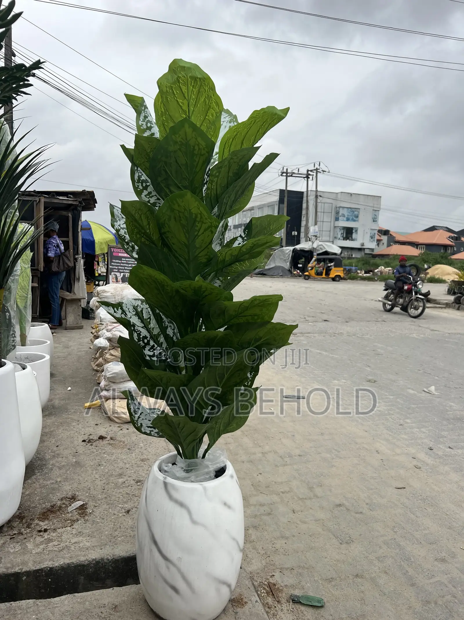Dumb Cane Botanical Name: Dieffenbachia Seguine (Or a Similar Dieffe