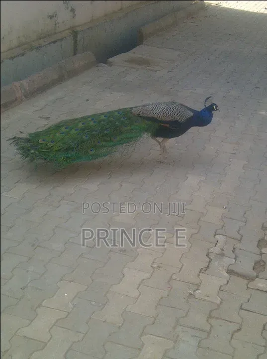 Esthetically Pleasing Peacocks Available Here