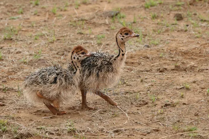 Breeding Pair Ostrich Chicks Available Now
