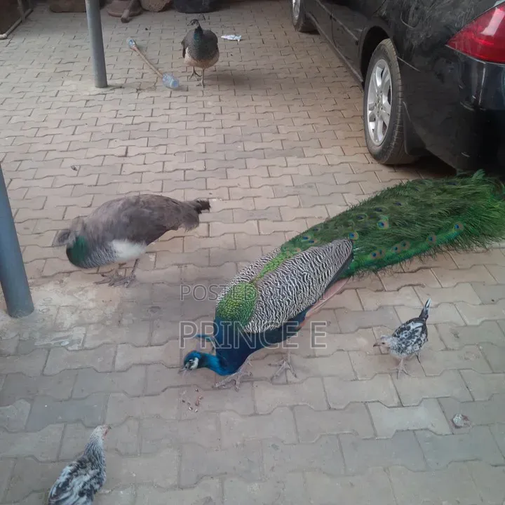 Breeding Pair Peacocks Available
