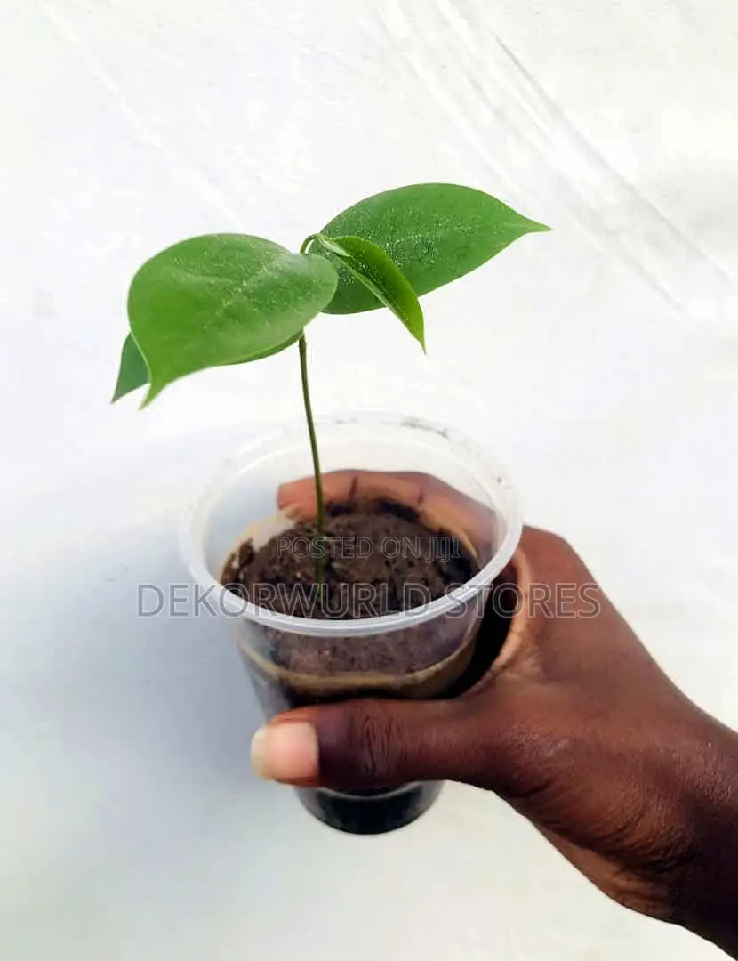 Soursop Seedlings