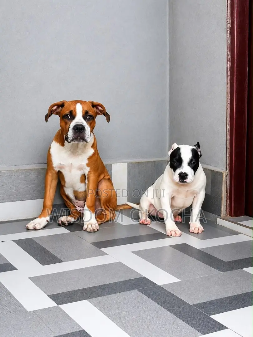 3-6 months Female Purebred Bulldog