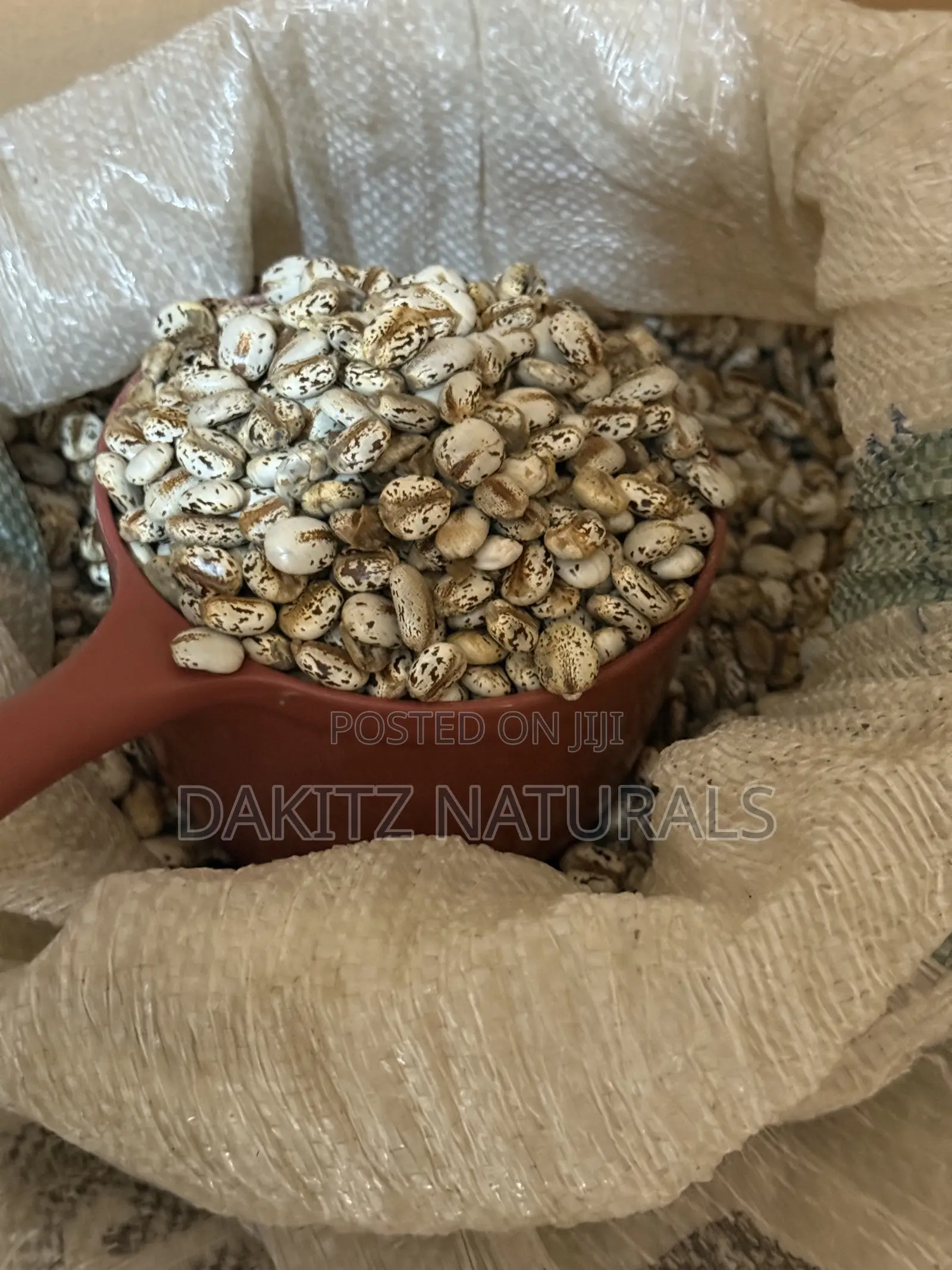 Castor Seed 100kg Bag