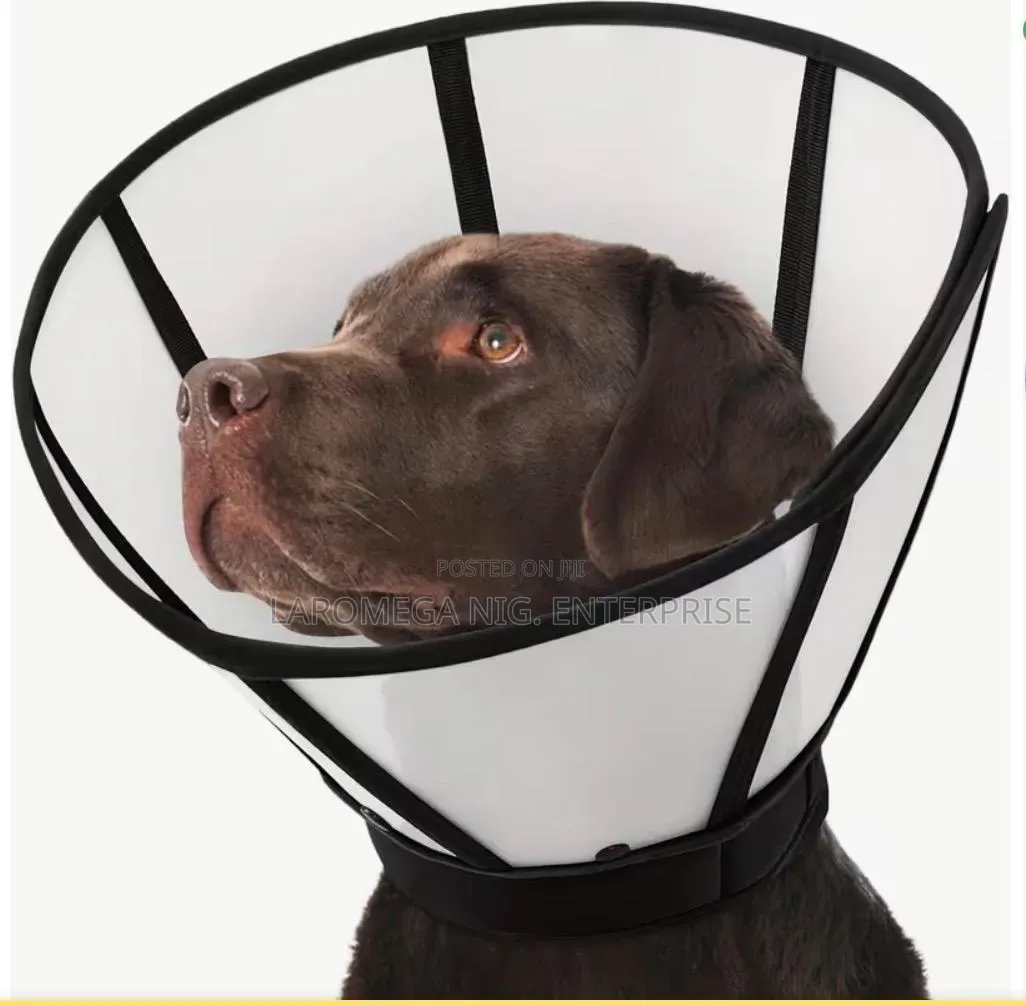 Dog Collar (4 Sizes)
