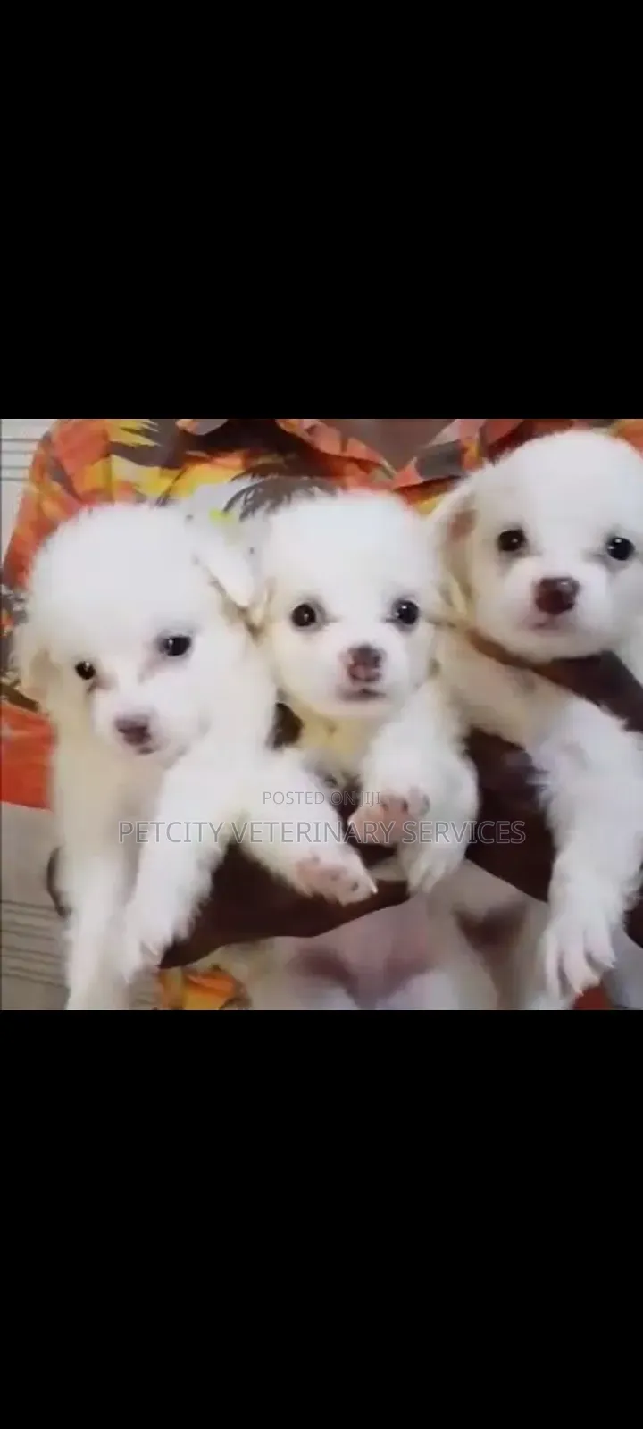 1-3 months Female Purebred American Eskimo
