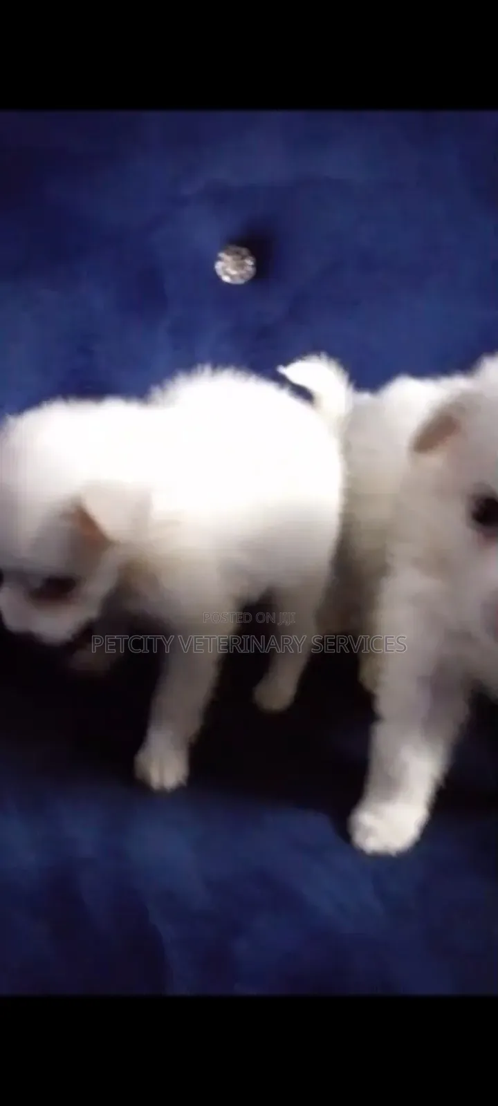 1-3 months Female Purebred American Eskimo