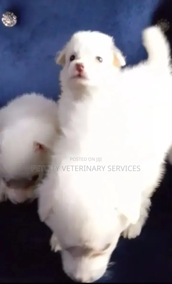 1-3 months Female Purebred American Eskimo