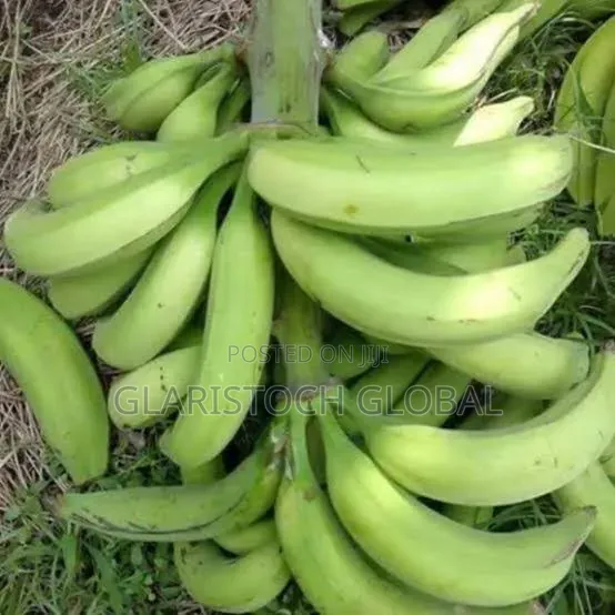 Elephant Gian Plantain Suckers