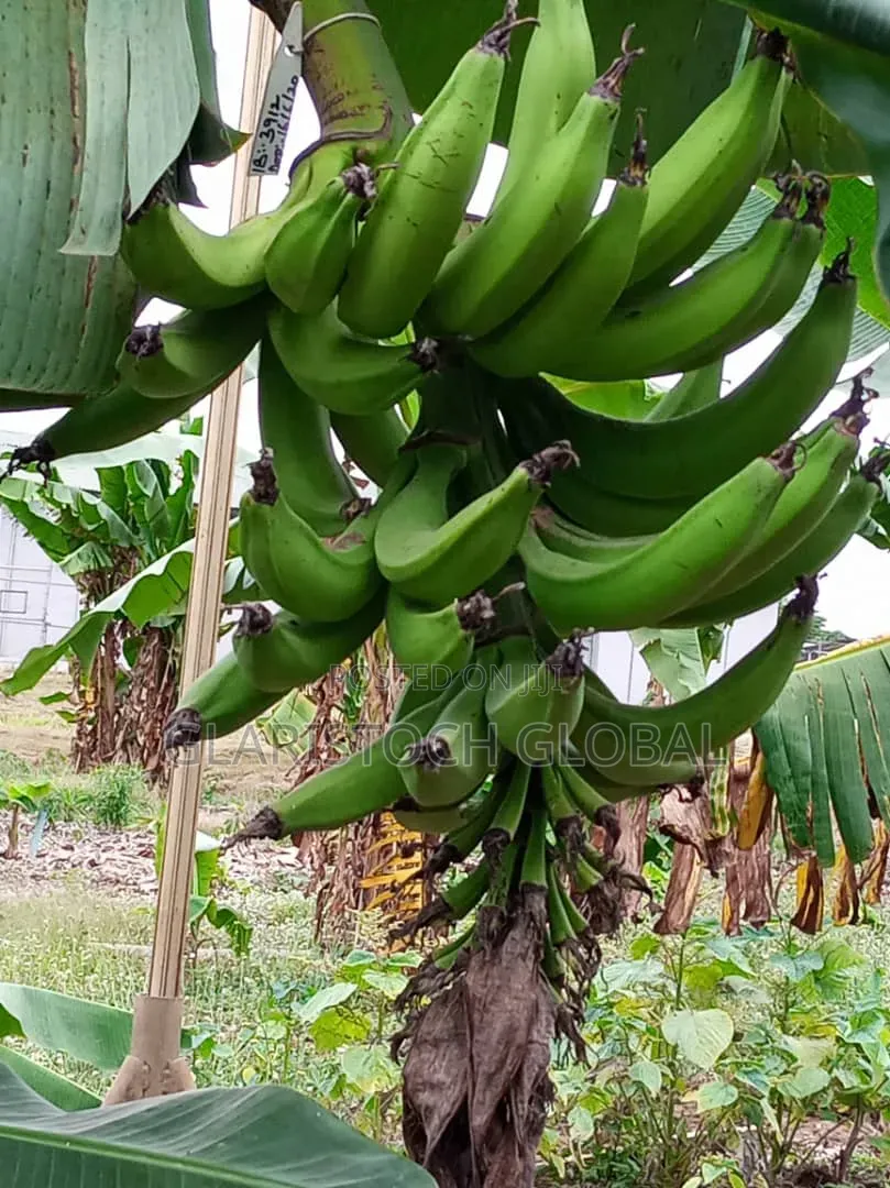 Elephant Gian Plantain Suckers