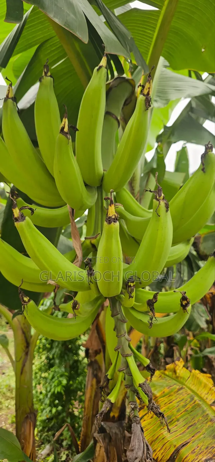 Elephant Gian Plantain Suckers