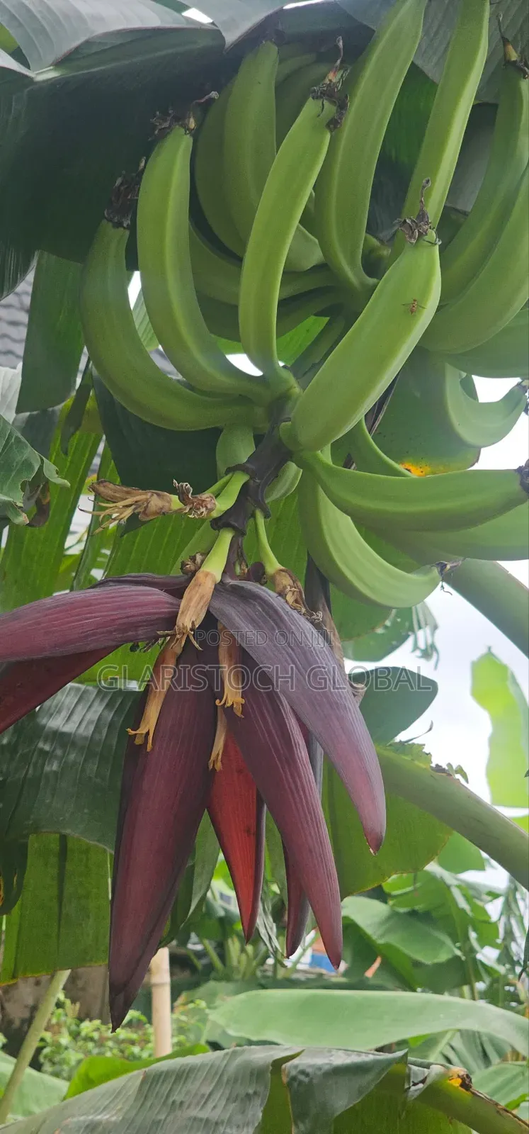 Elephant Gian Plantain Suckers