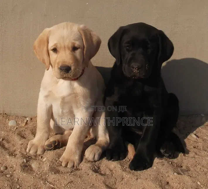 1-3 months Female Purebred Labrador Retriever