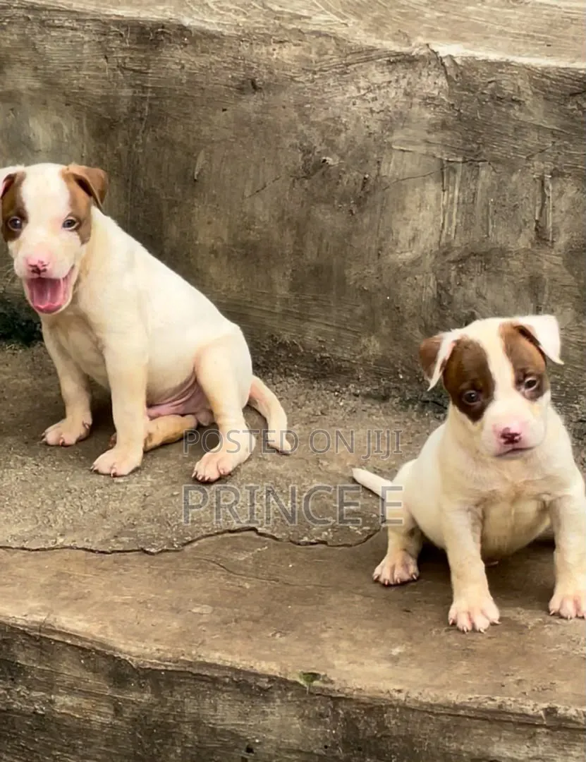 1-3 months Male Purebred American Pit Bull Terrier