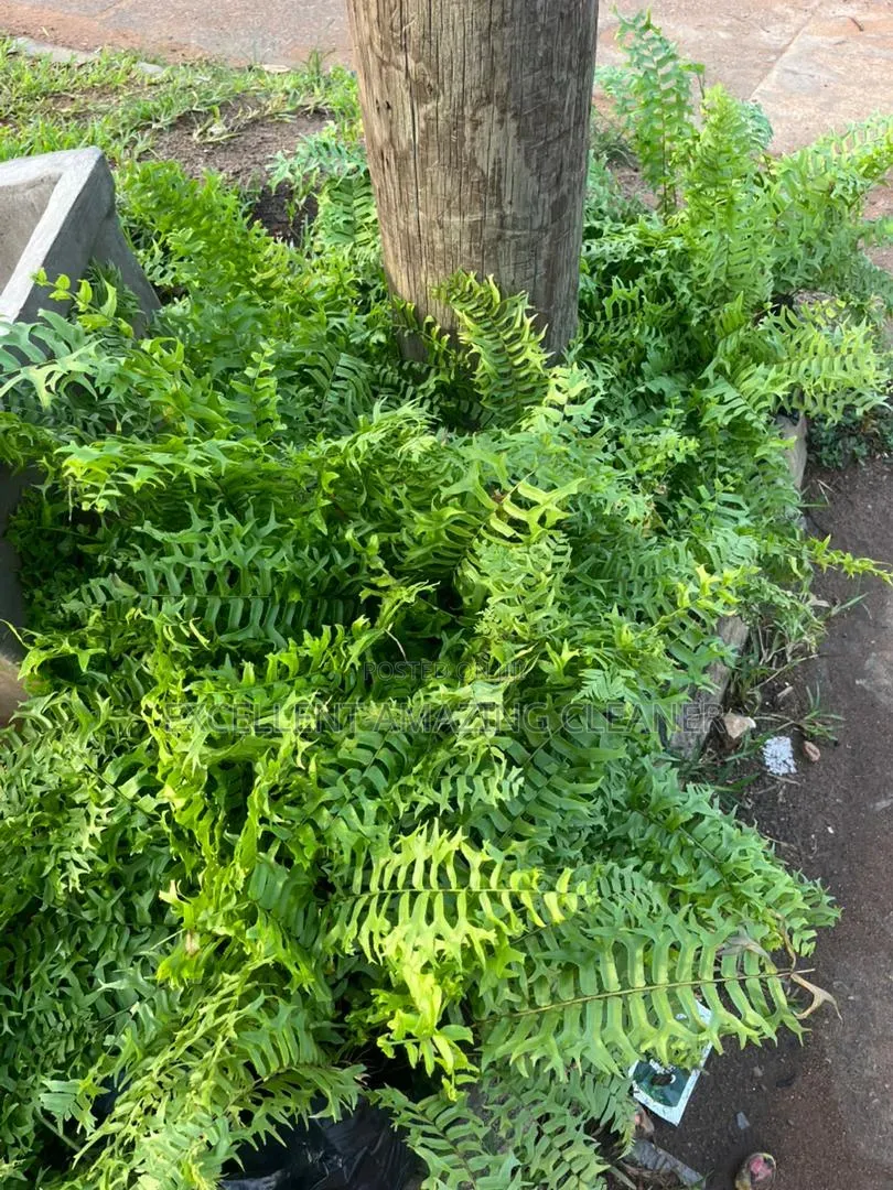 Gardener/Flower Supplies