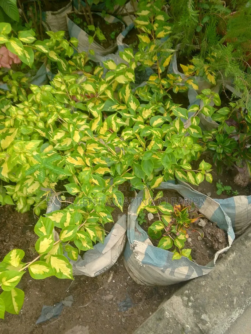 Gardener/Flower Supplies