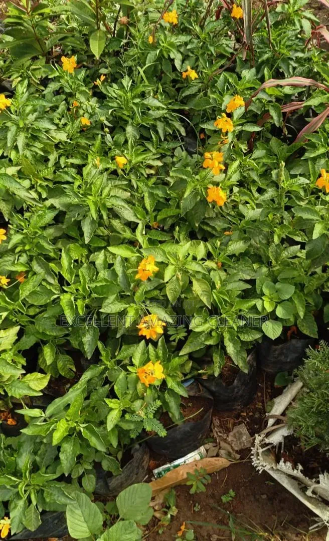 Excellent Amazing Gardener/Flower Supply