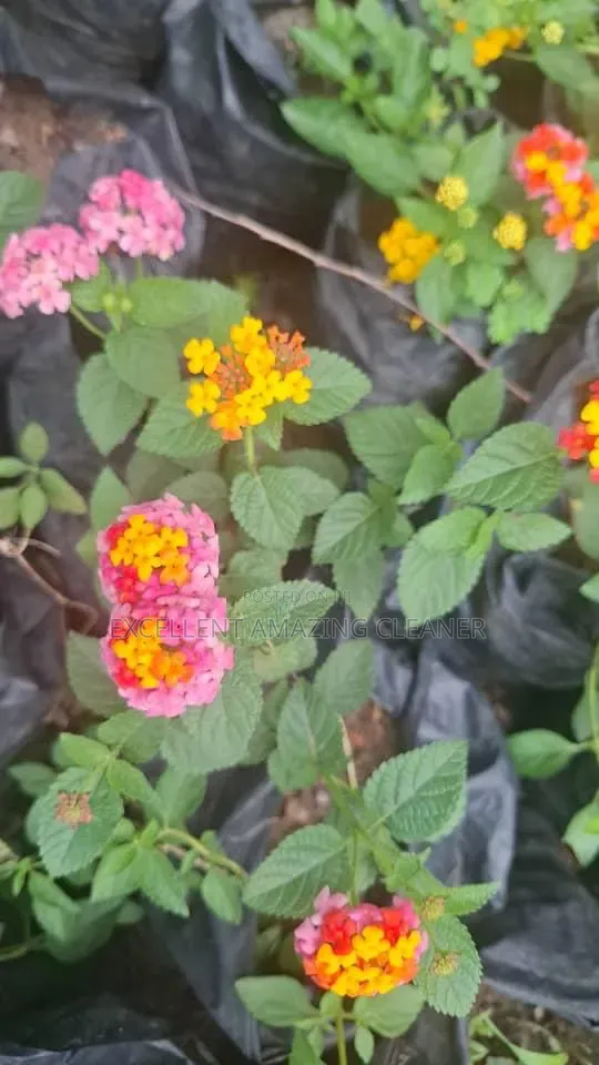 Excellent Amazing Gardener/Flower Supply