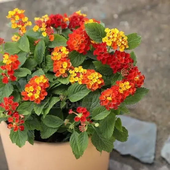 Excellent Amazing Gardener/Flower Supply