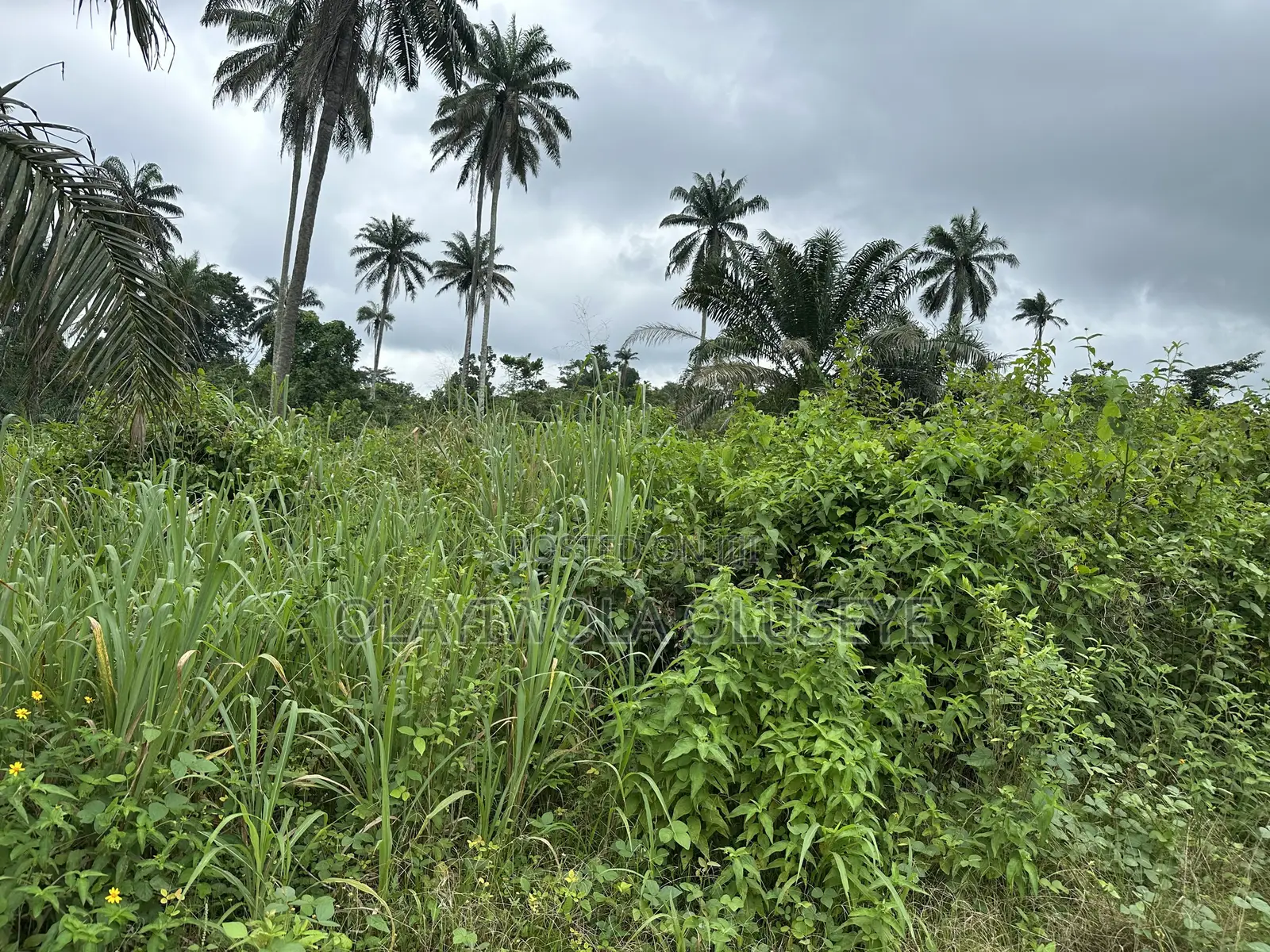 Farm Land for Sale in Ijebu