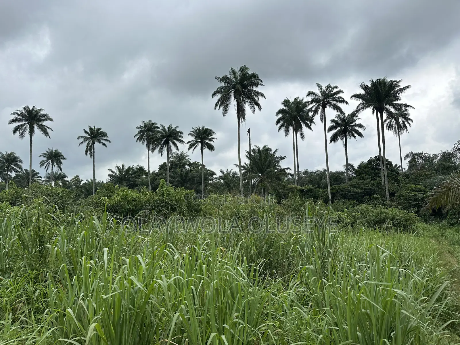 Farm Land for Sale in Ijebu