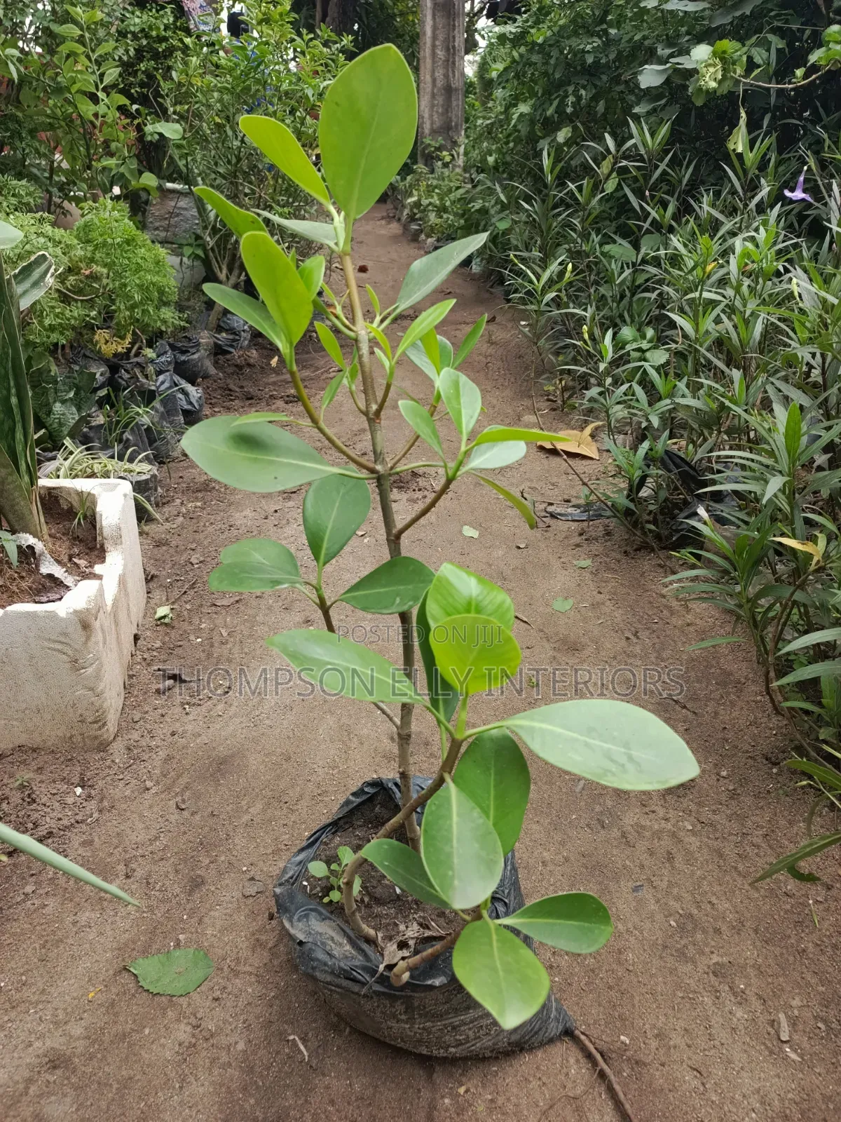 Autograph Tree AKA Rubber Plant