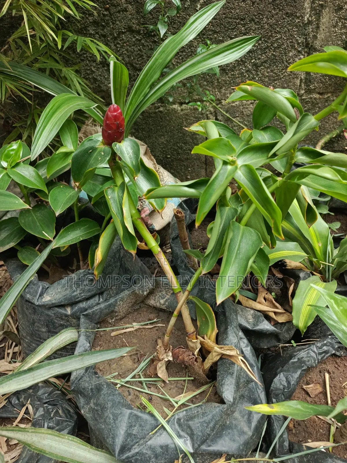 Red Button Ginger Plant