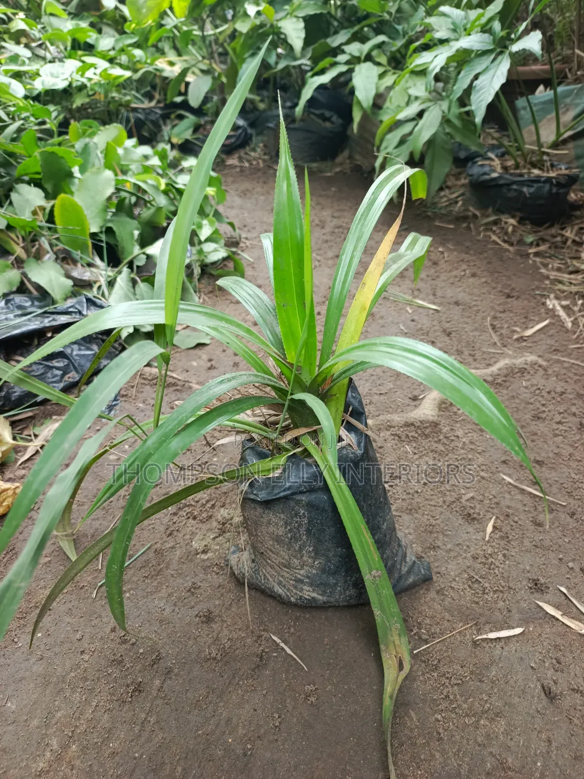 Screw Pine Plant