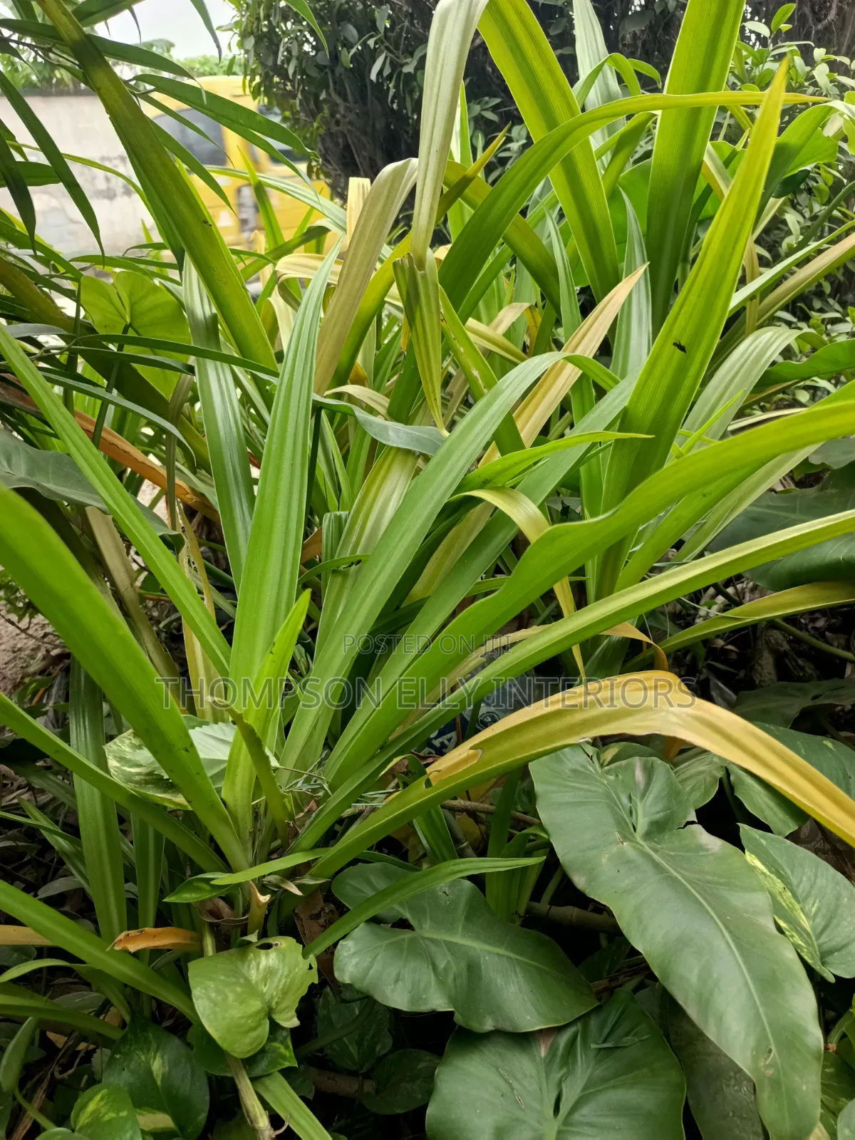 Screw Pine Plant