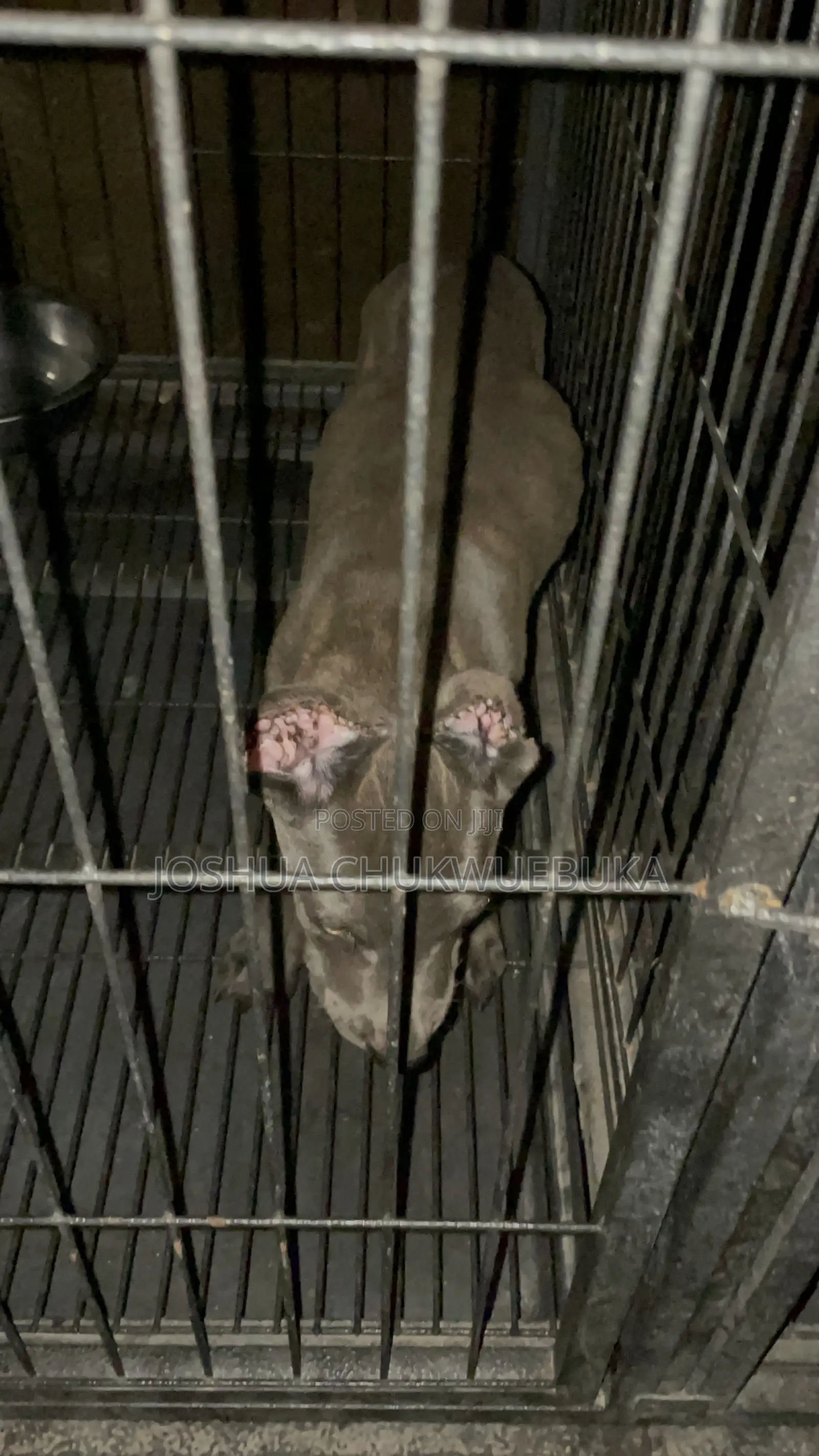 1-3 months Female Purebred Cane Corso