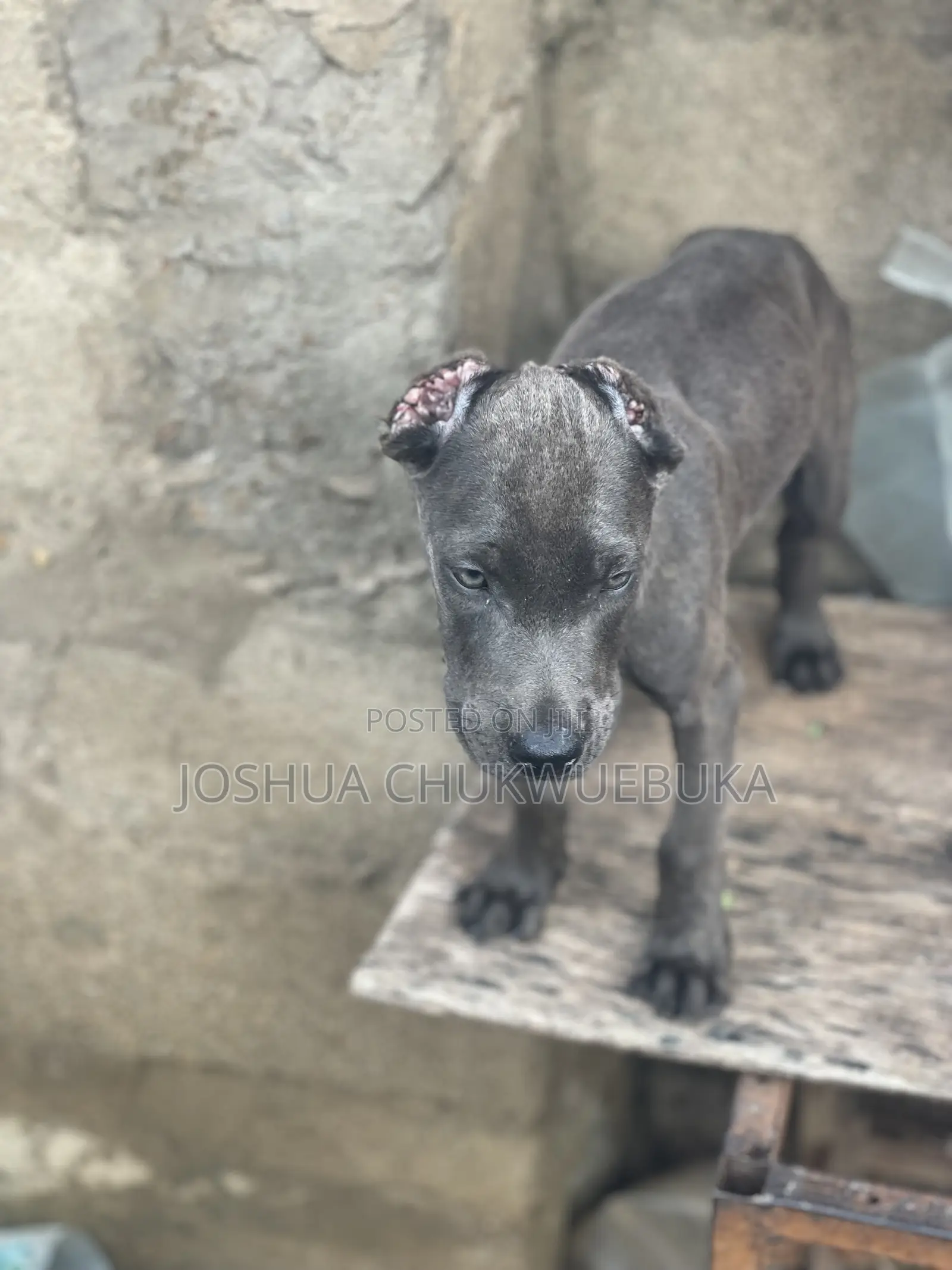 1-3 months Female Purebred Cane Corso