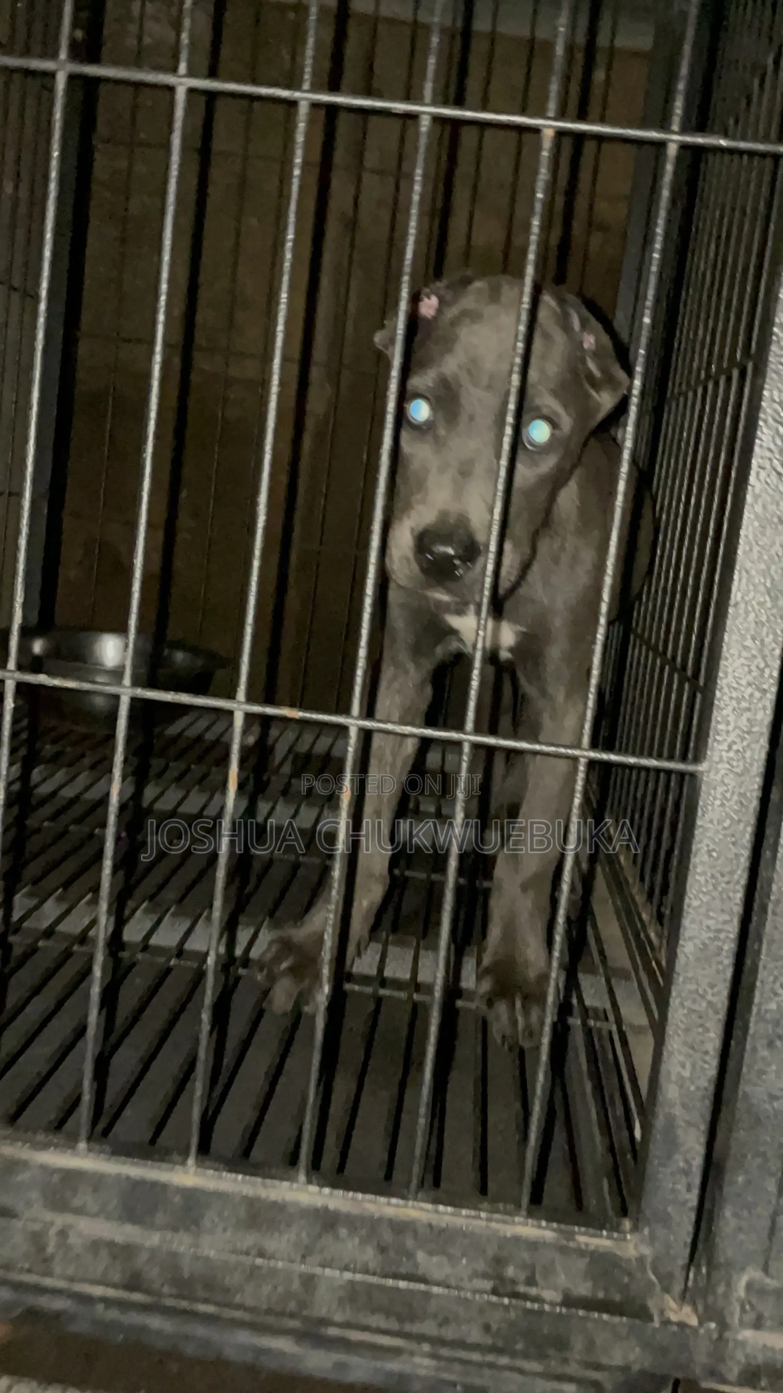 1-3 months Female Purebred Cane Corso