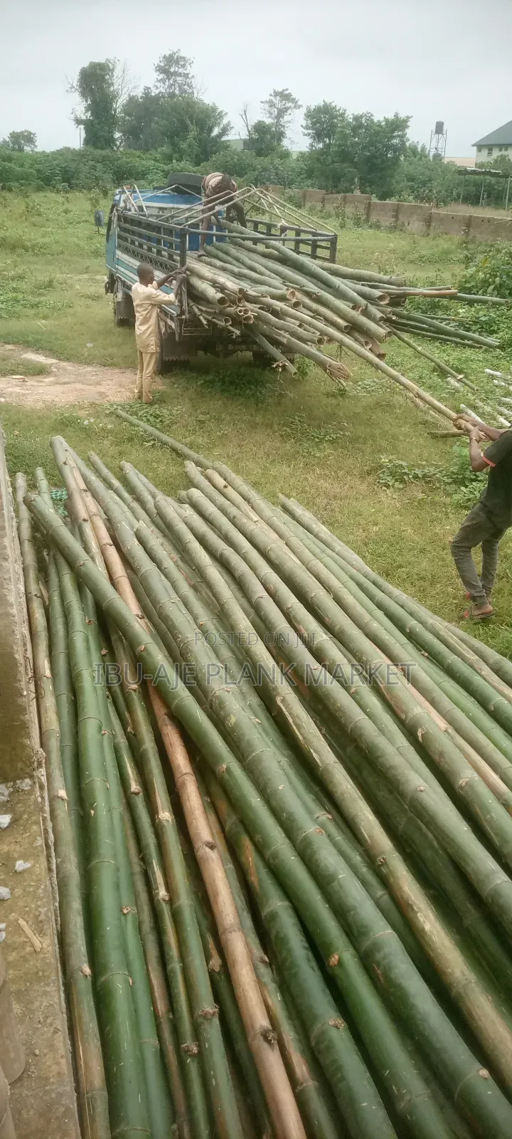 Long and Strong Bamboo for Sale