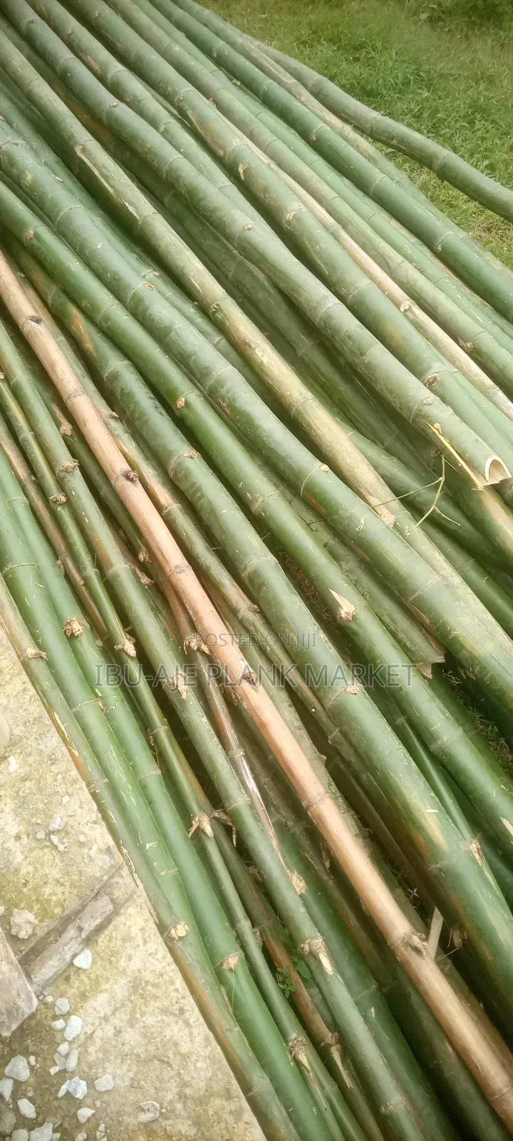 Long and Strong Bamboo for Sale