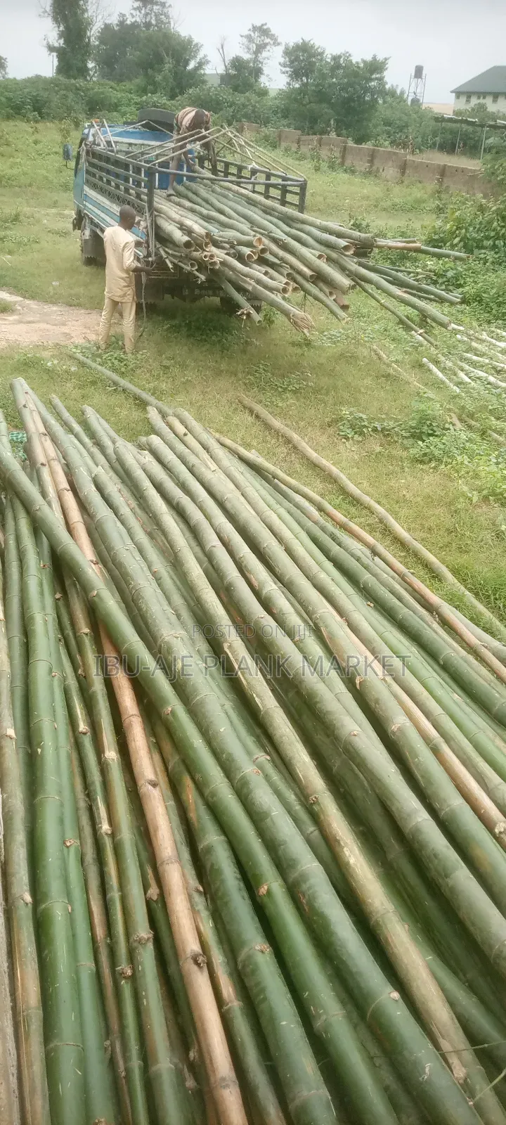 Long and Strong Bamboo for Sale