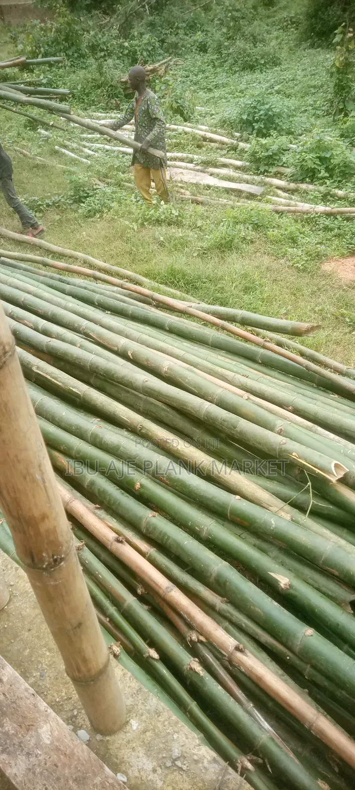 Long and Strong Bamboo for Sale