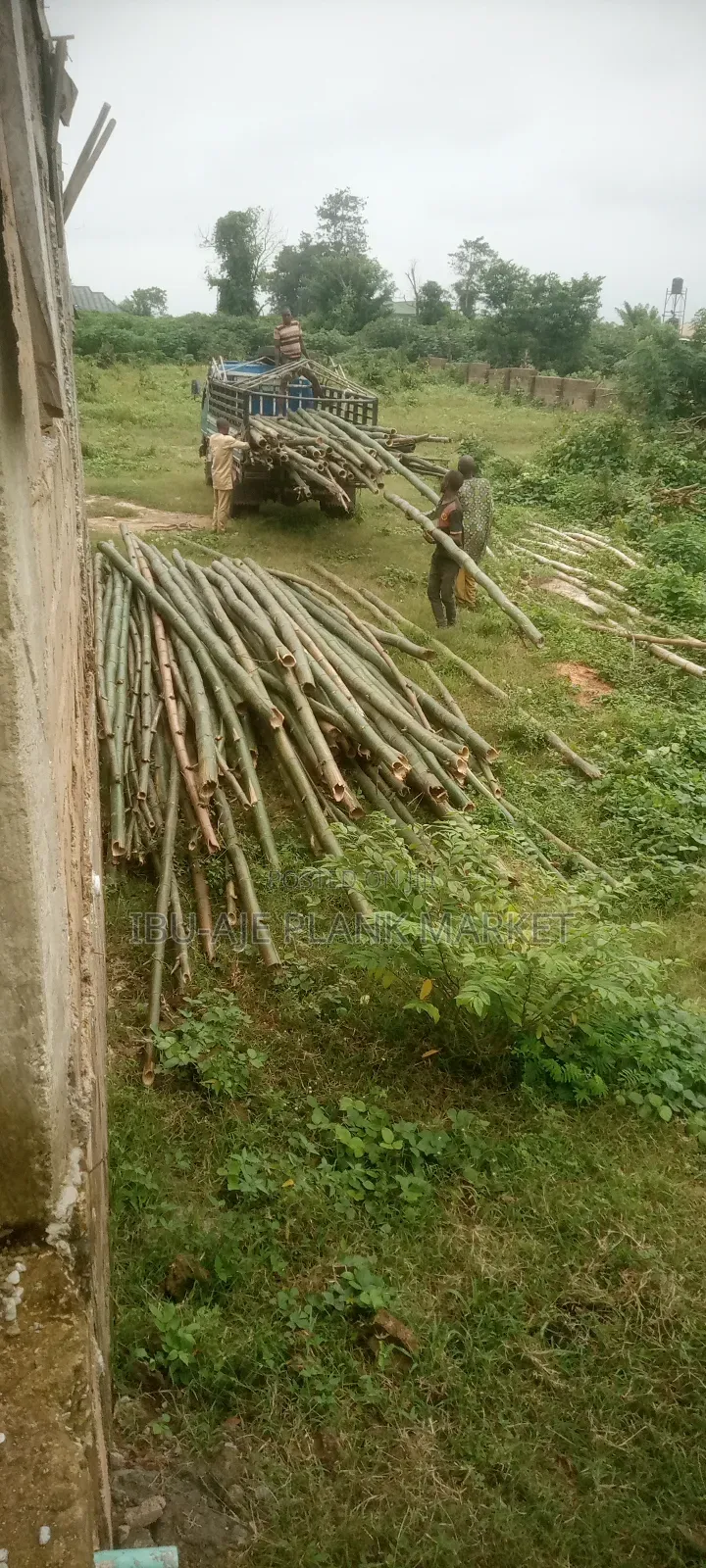 Long and Strong Bamboo for Sale