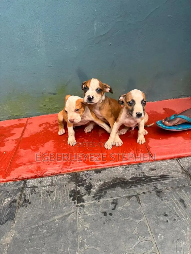 1-3 months Male Purebred American Pit Bull Terrier