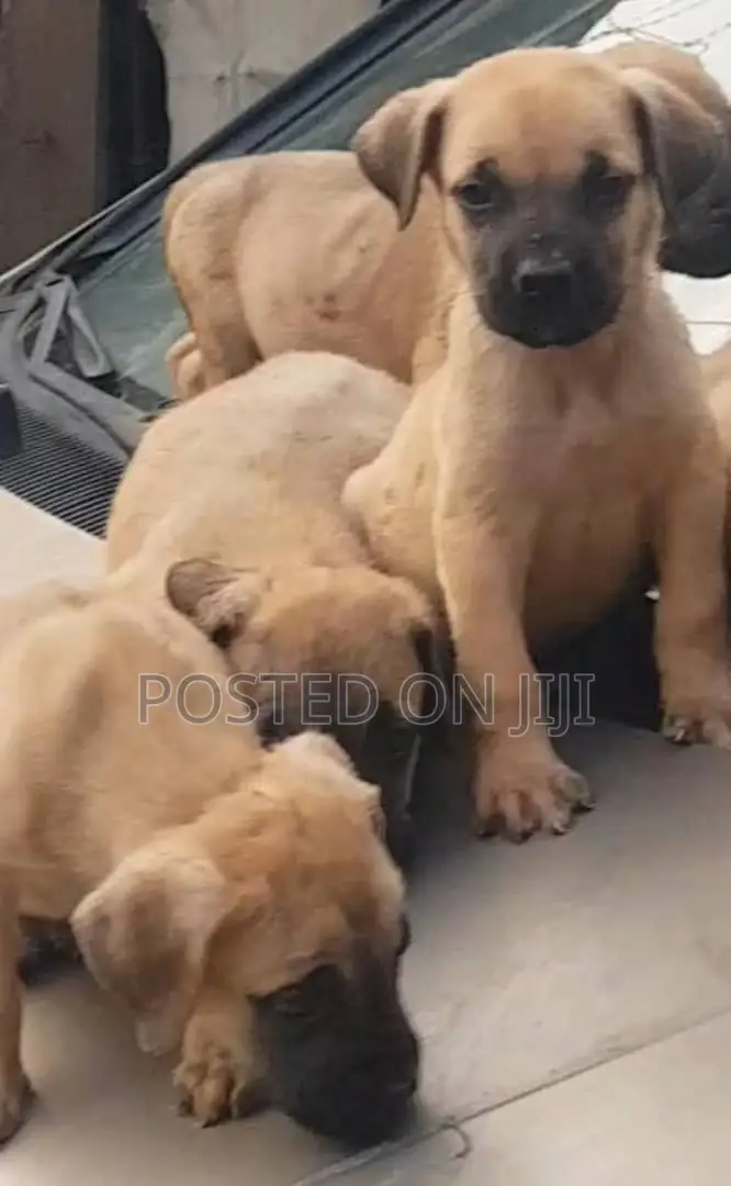 1-3 months Female Purebred Boerboel