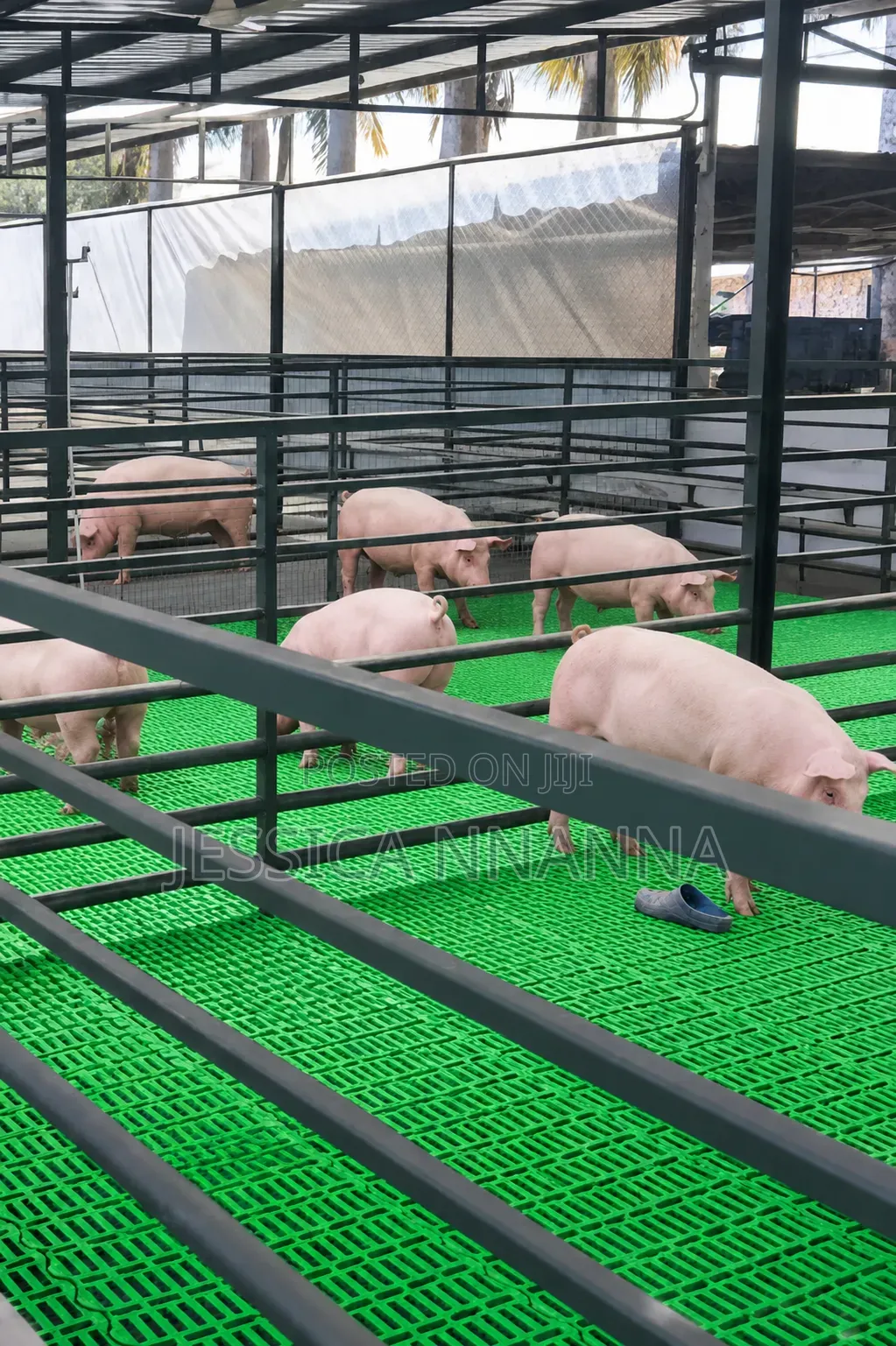 100cm by 60cm Animal Floor Crate (4packs)