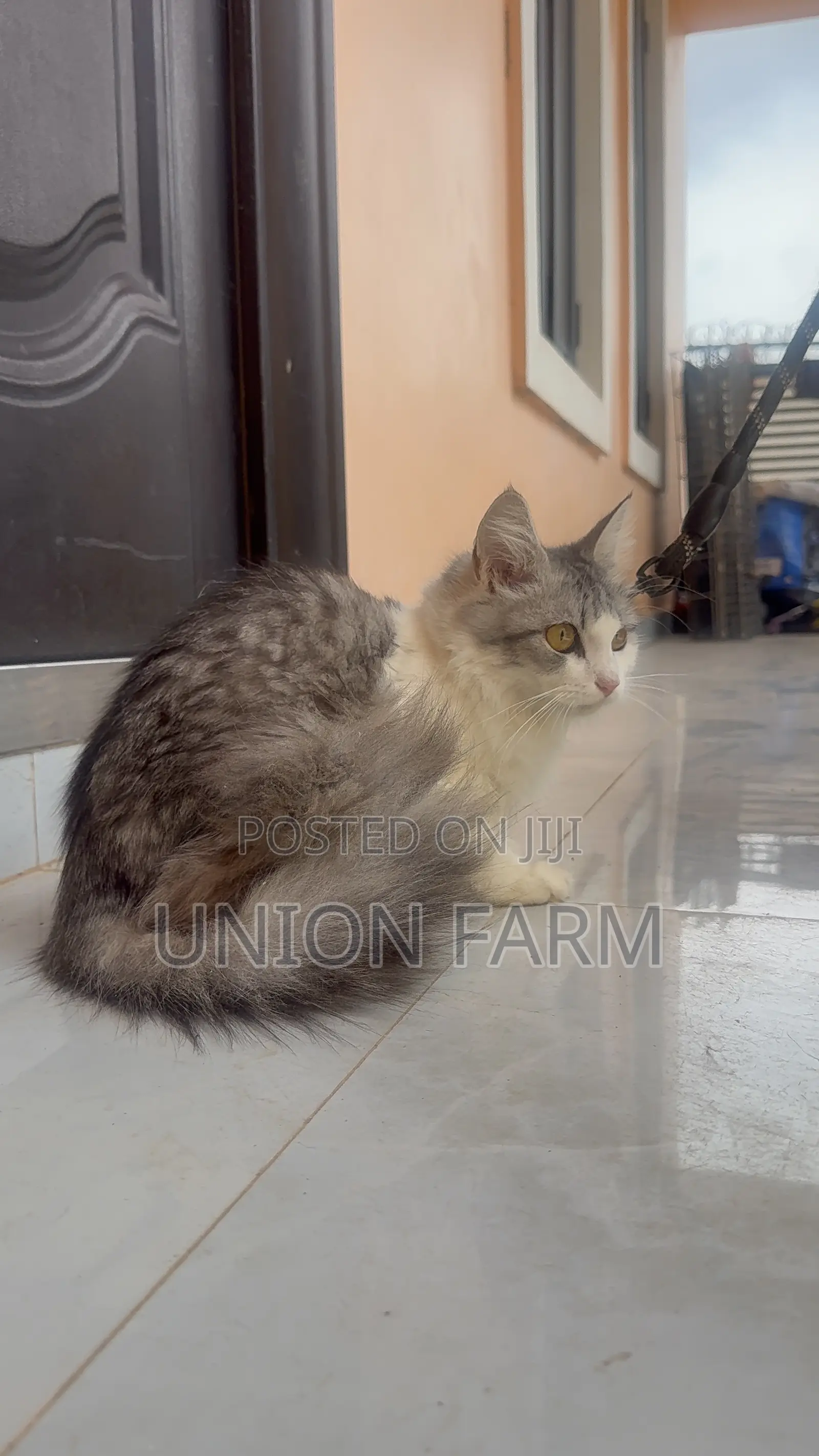 6-12 months Male Purebred Persian