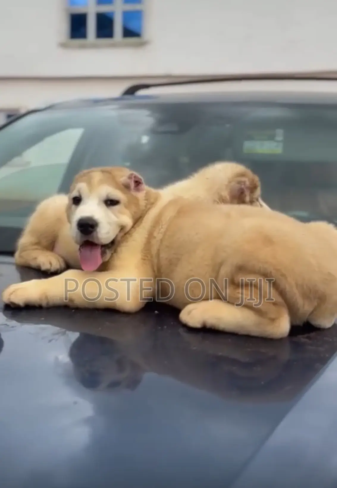 1-3 months Female Purebred Alabai