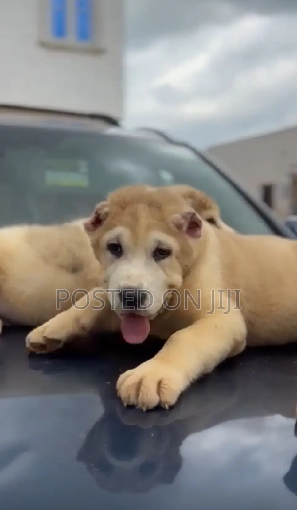 1-3 months Female Purebred Alabai